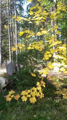 Manfred Eiglmeier Elektrotechnik