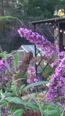 Wolfgang Andrea Böse