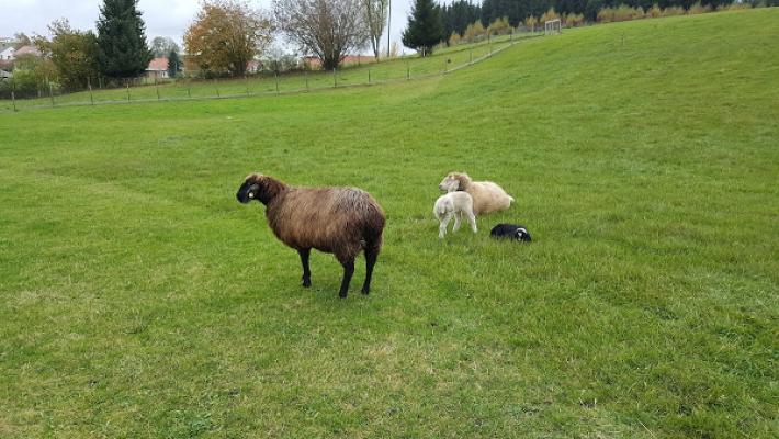 Weber Elektrotechnik