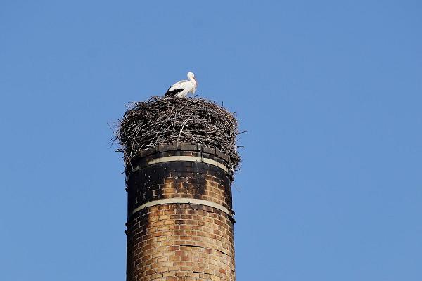 CeGeCe Elektrobau Handel und Service GmbH